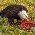 birds that eat dead animals