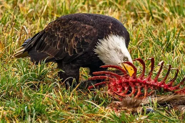 The Fascinating World of Birds That Eat Dead Animals