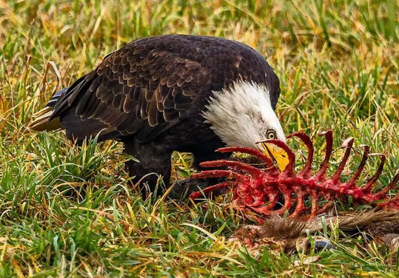 The Fascinating World of Birds That Eat Dead Animals