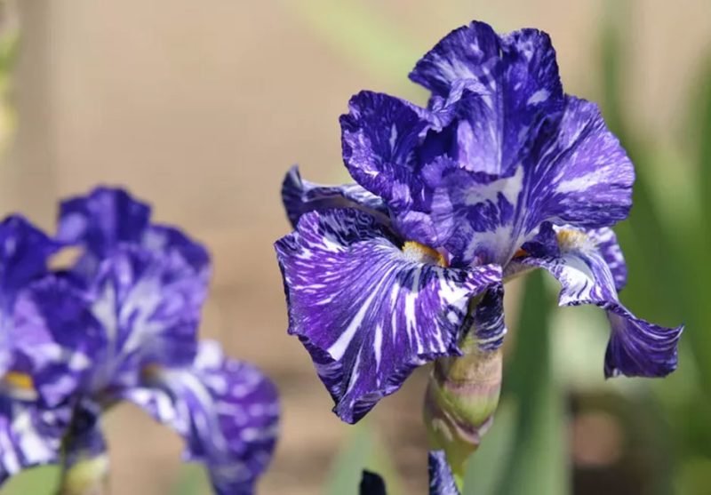 How to Care for Batik German Iris: A Bicolored Show-Stopper for Your Garden