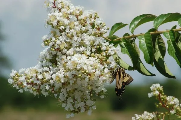 White Crape Myrtle: Growing, Care, and Pruning Tips