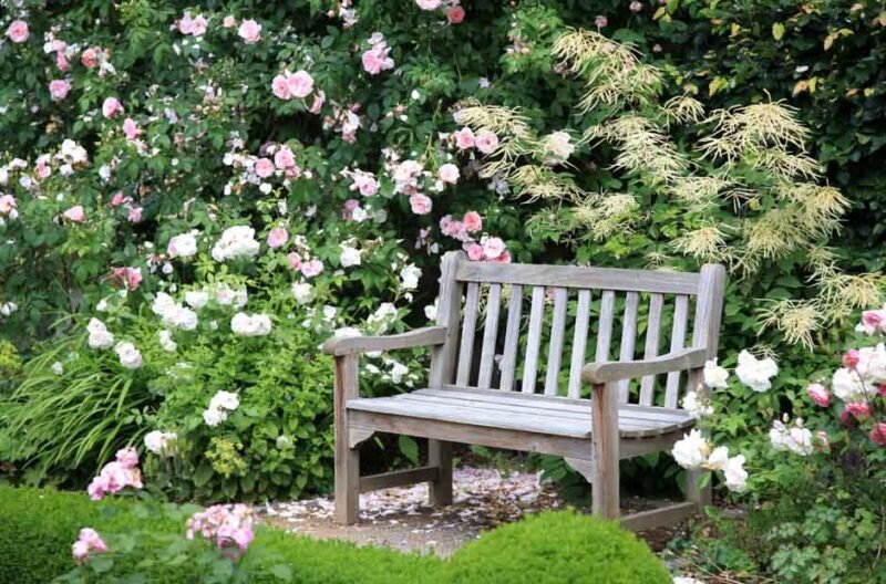 Creating a Stunning White Rose Garden Design Ideas and Combinations