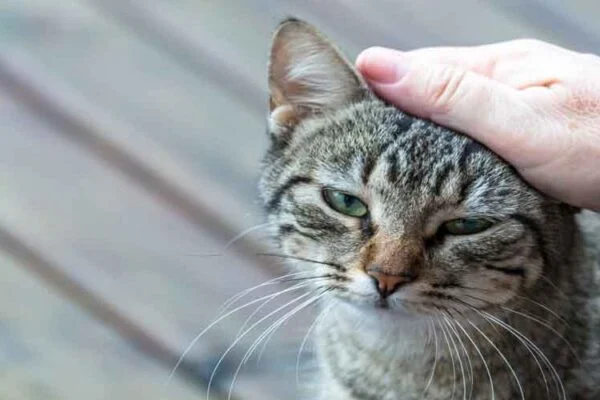5 Steps to Get Your Cat to Like You