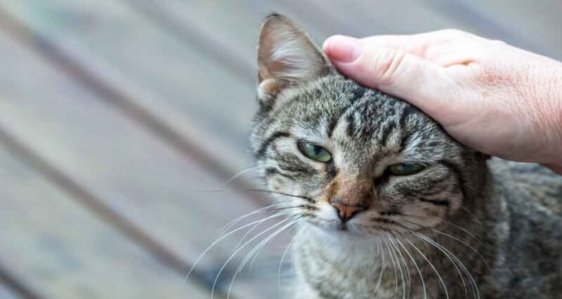 5 Steps to Get Your Cat to Like You