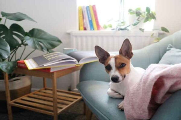 Creating a Pet-Friendly Home: A Comprehensive Guide for Dog Owners