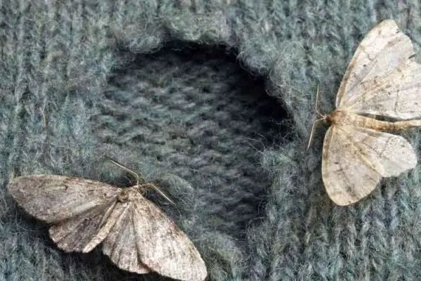 Prevention is Better than Cure: Integrating Moth Traps into Your Wardrobe Care Routine