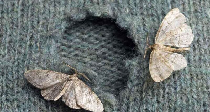 Prevention is Better than Cure: Integrating Moth Traps into Your Wardrobe Care Routine