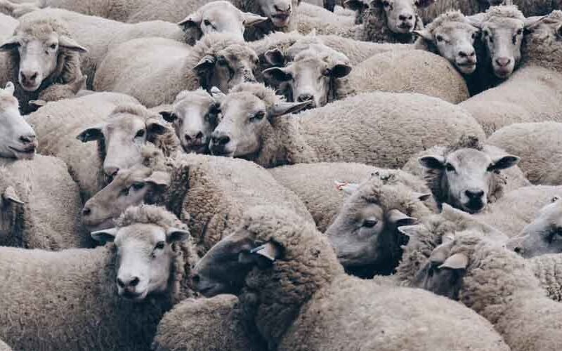 What Does a Lamb Tattoo Mean? Unveiling the Symbolism Behind Lamb