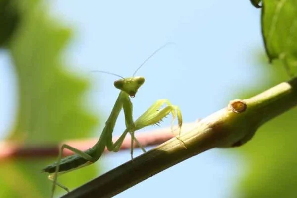 Urban Pest Control: Battling Bugs in the Concrete Jungle