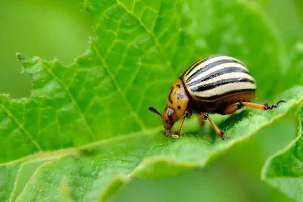 Pests You Need to Look Out for in Your Garden