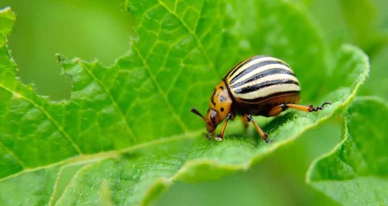 Pests You Need to Look Out for in Your Garden