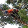 Exploring Tree Pruning Services in Sydney