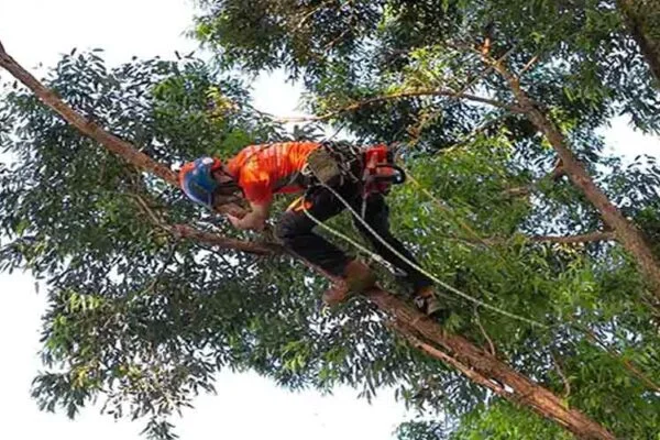 Exploring Tree Pruning Services in Sydney