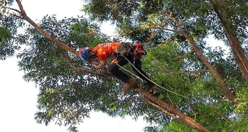 Exploring Tree Pruning Services in Sydney