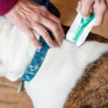 Understanding-the-Role-of-Pet-Microchip-Scanners-in-Pet-Safety