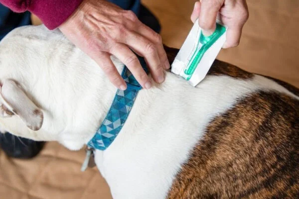 Tech to the Rescue: Understanding the Role of Pet Microchip Scanners in Pet Safety