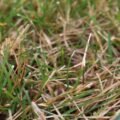 3 Common Mistakes to Avoid When Applying Lawn Fungicide