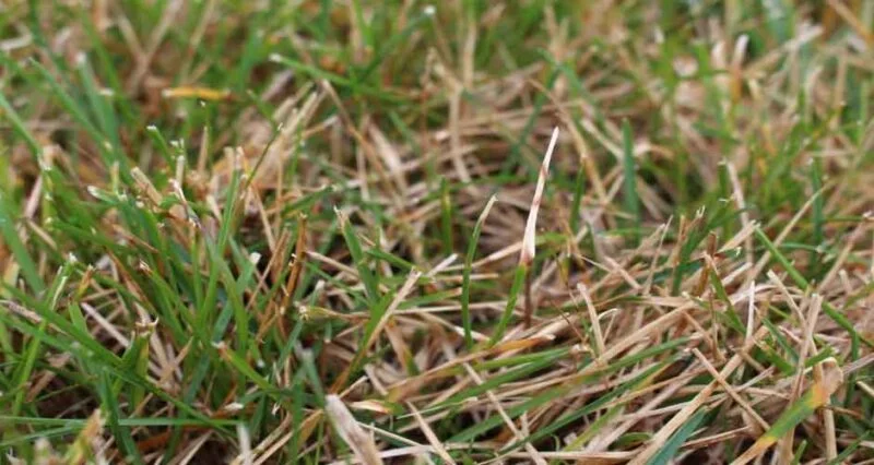 3 Common Mistakes to Avoid When Applying Lawn Fungicide