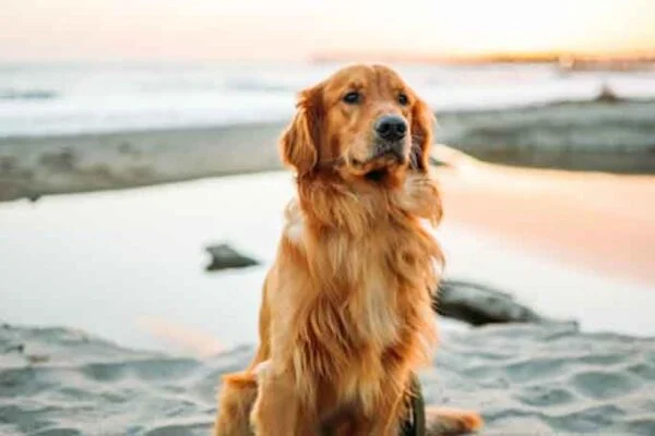 6 Things You Should Know Before Getting a Golden Retriever
