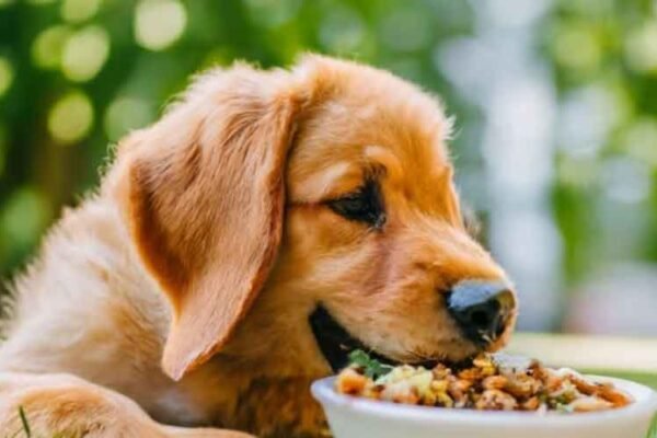 Searching For the Secrets to a Happier, Healthier Pooch? 4 Vet-Approved Tips You Can’t Miss!