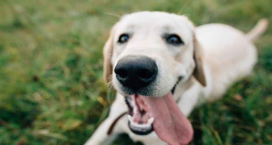 The Top Ways To Take Better Care Of Your Trusty Dog Here In Australia ...