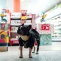 How-to-Put-Your-Foot-into-the-Pet-Store-Industry