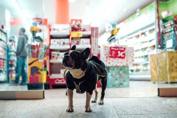 How to Put Your Foot into the Pet Store Industry