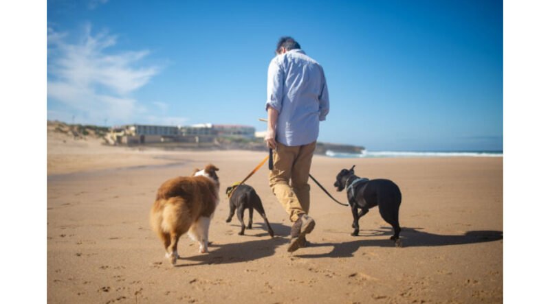 The Hidden Benefits of Living with an Emotional Support Animal