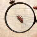 How to Safeguard Your Rancho Cucamonga Property from Seasonal Pests Effectively
