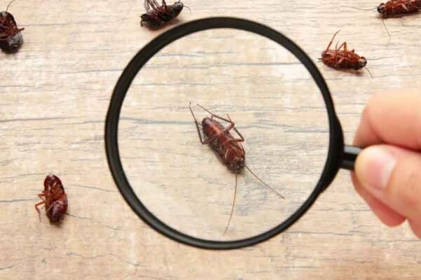 How to Safeguard Your Rancho Cucamonga Property from Seasonal Pests Effectively