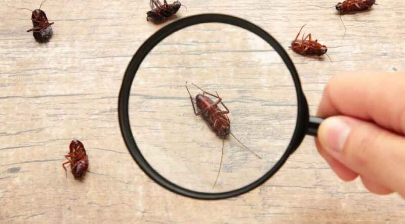 How to Safeguard Your Rancho Cucamonga Property from Seasonal Pests Effectively