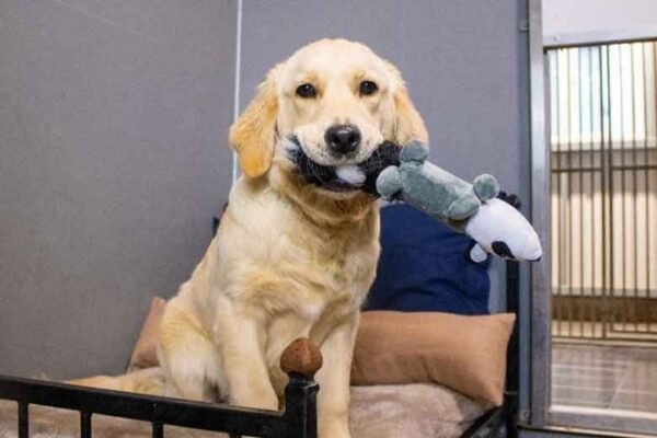 Tips for Preparing Your Dog for Boarding