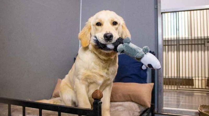 Tips for Preparing Your Dog for Boarding