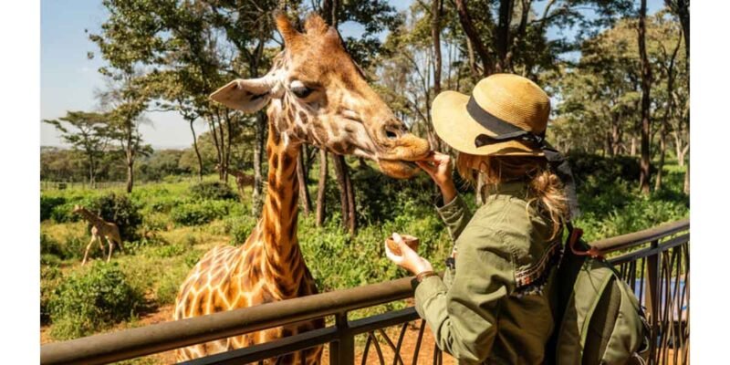 Ethical Wildlife Travel: What to Look for in a Stay