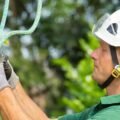 How to Choose the Right Arborist for Your Needs