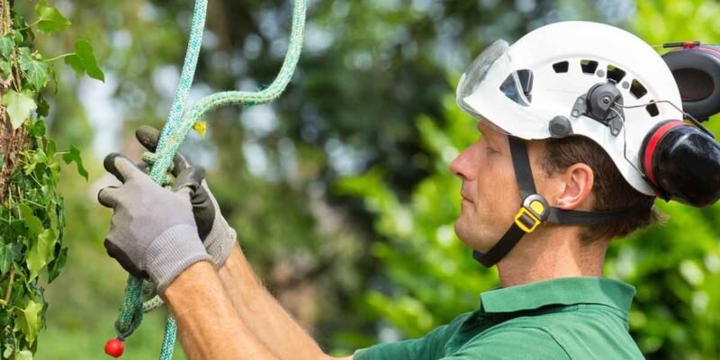 How to Choose the Right Arborist for Your Needs