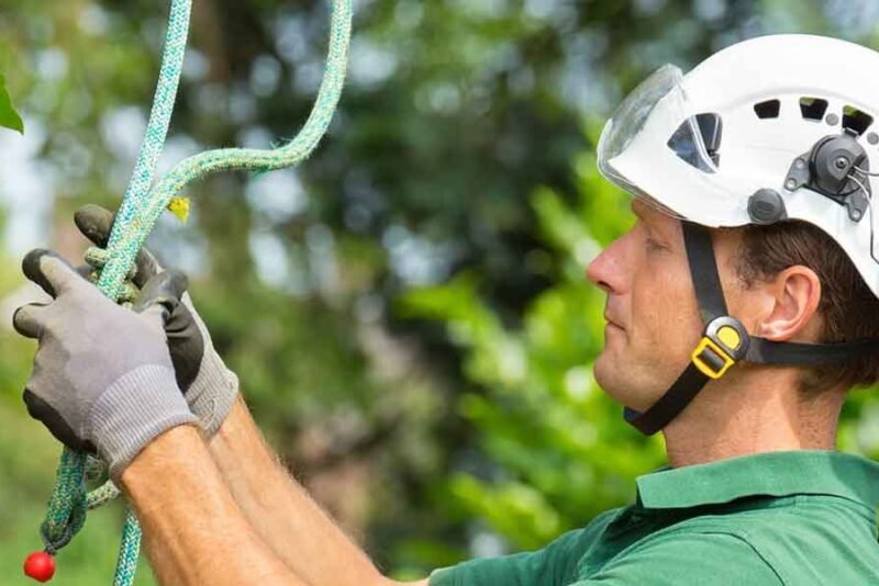 How to Choose the Right Arborist for Your Needs - BlueSmartMia