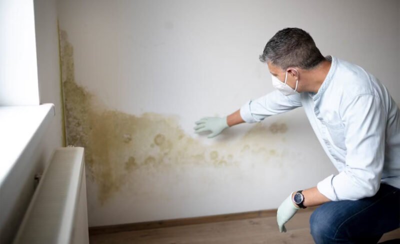 Toxic Mold Injury in Arizona: Understanding Medical Causation, Property Notice, and Legal Consultation