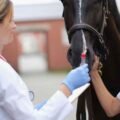 Veterinary Work Risks and the Importance of Disability Insurance