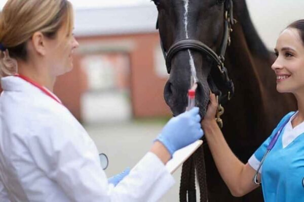 Veterinary Work Risks and the Importance of Disability Insurance