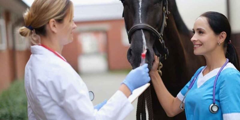 Veterinary Work Risks and the Importance of Disability Insurance